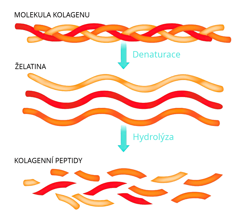 hydrolyzovaný kolagen