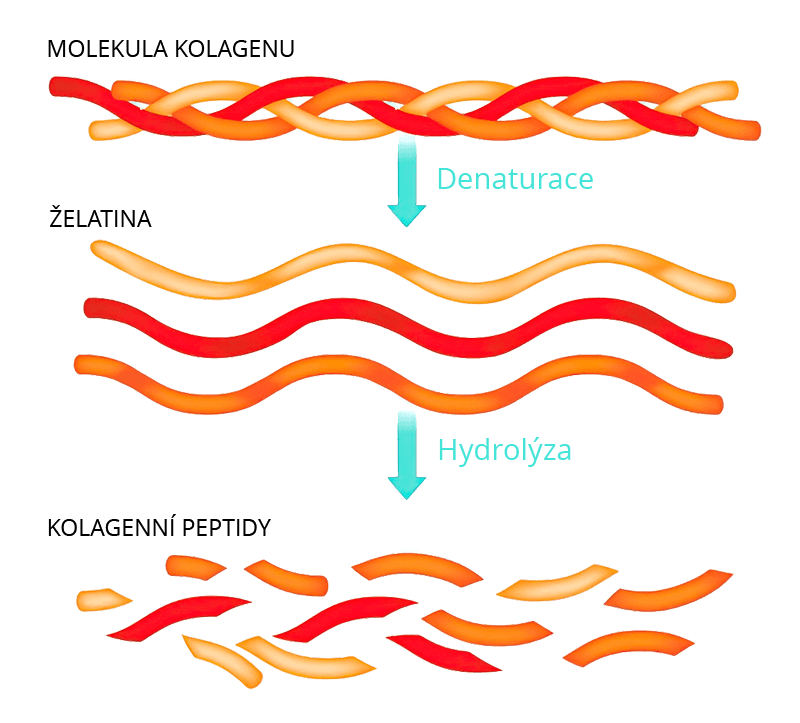 hydrolyzovaný kolagen